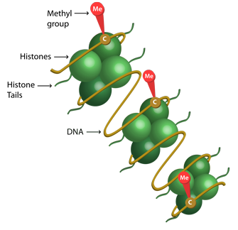 methylation